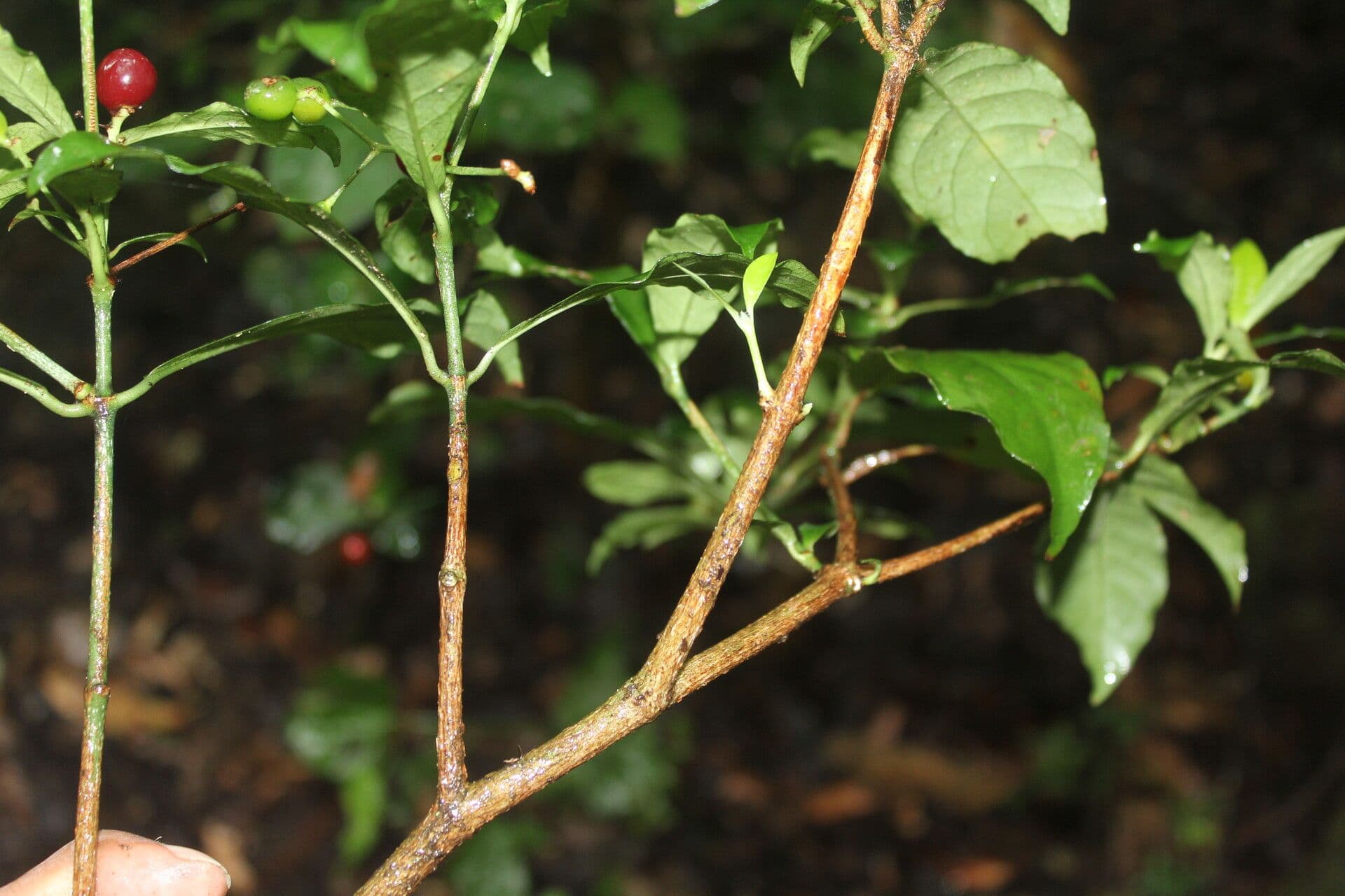 Psychotria 16