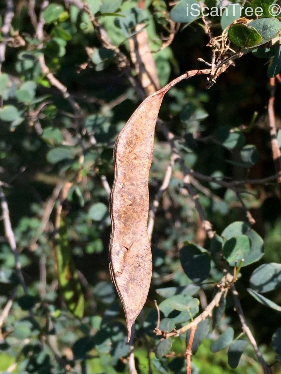 Bauhinia 3