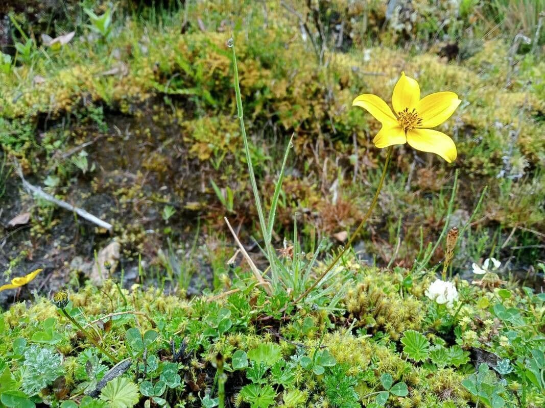 Bidens a tre nervature 9