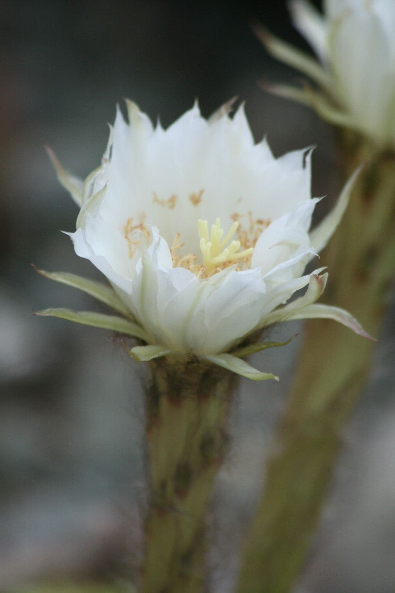 Echinopsis