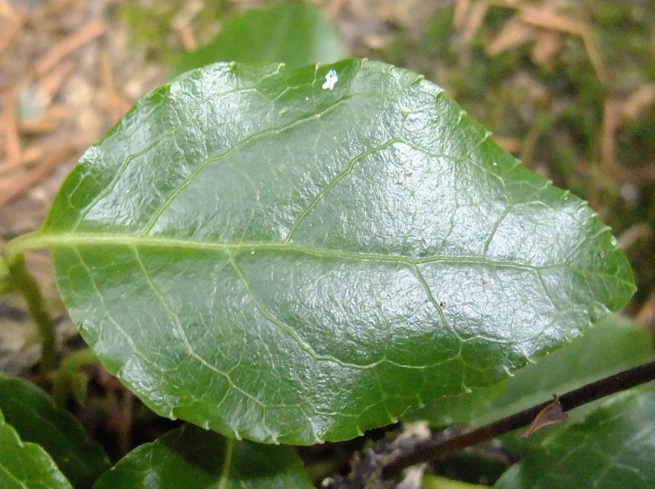 Serrated-wintergreen 18