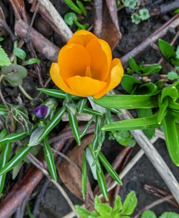 Goldkrokus 11