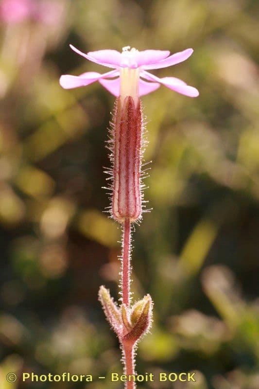 Silene littorea 20