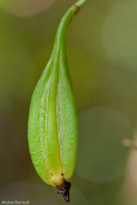Orchidea ombrello pallida 4