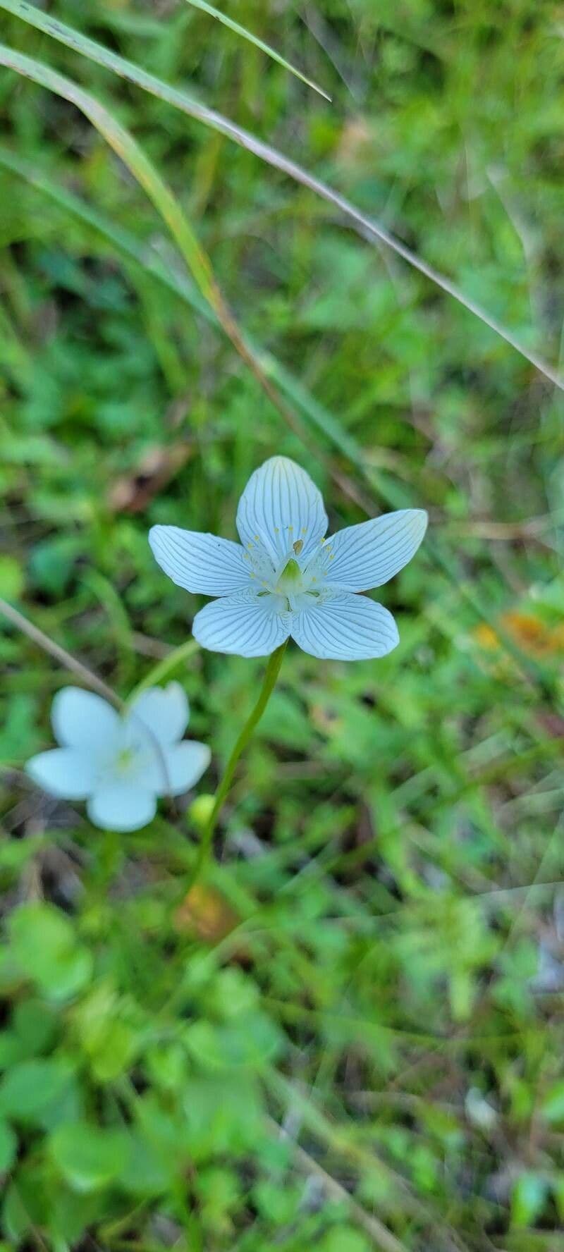 Parnassia glauca 5