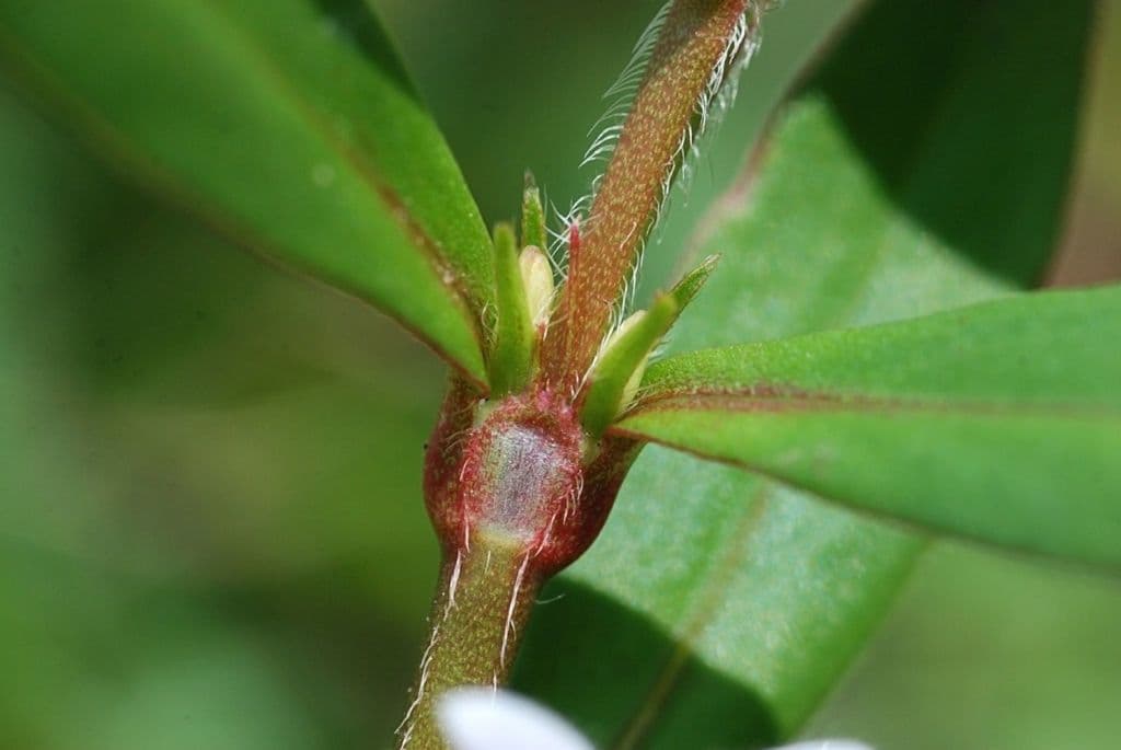 Diodia virginiana 23
