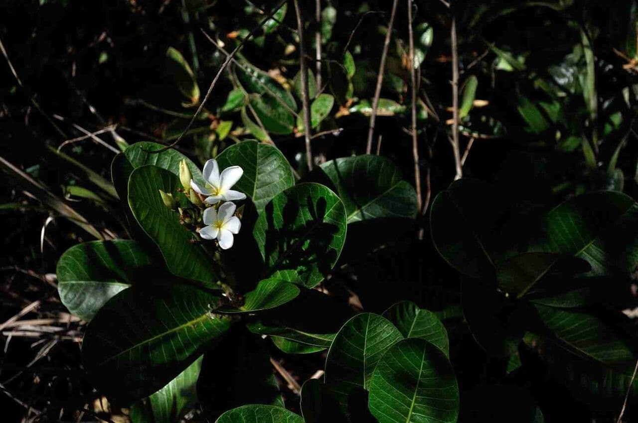 Himatanthus 10