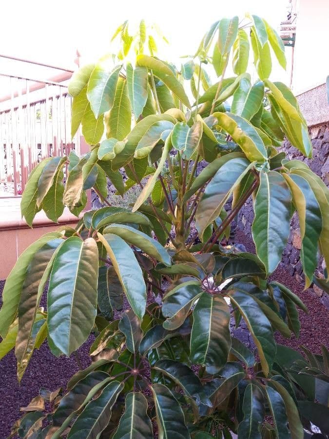 Schefflera 12