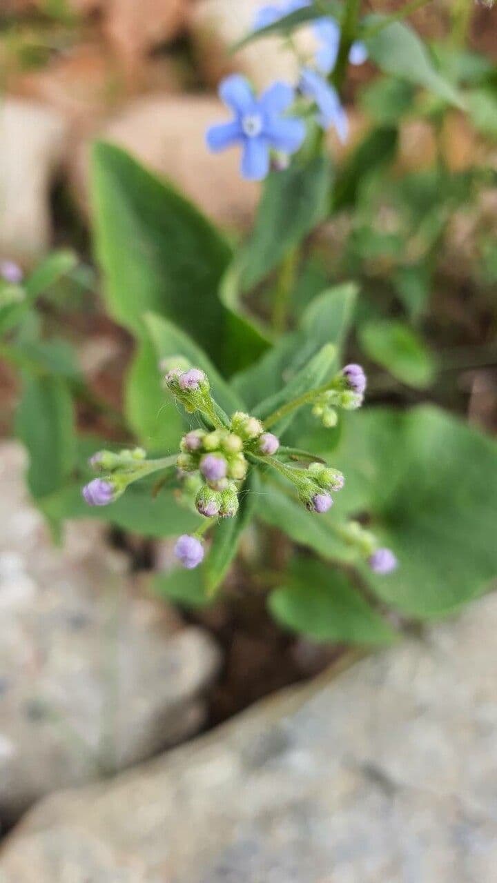 Brunnera macrophylla 25