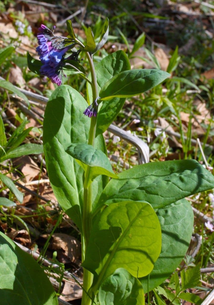 Virginisches Blauglöckchen 10