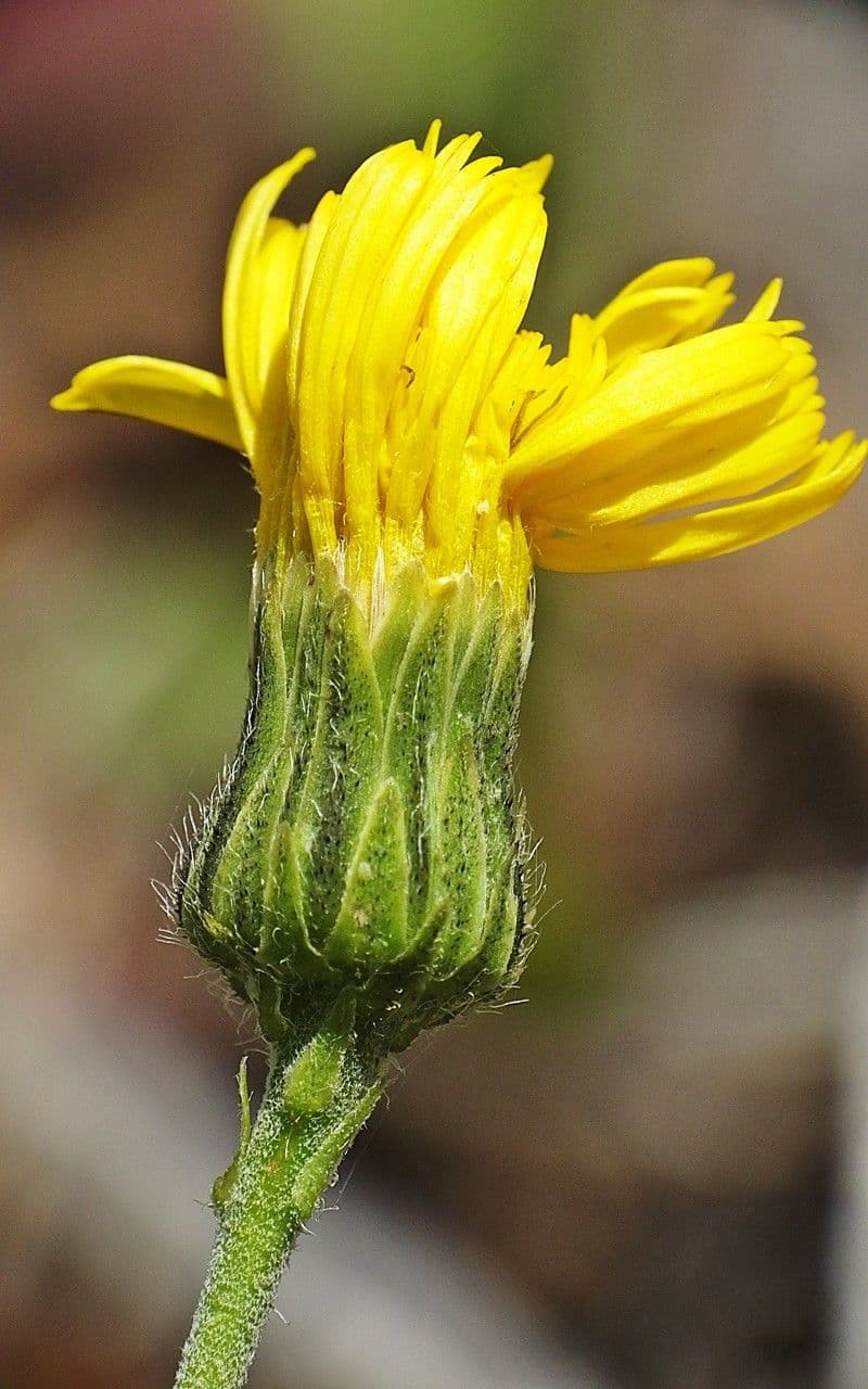 Lachenals Habichtskraut 9