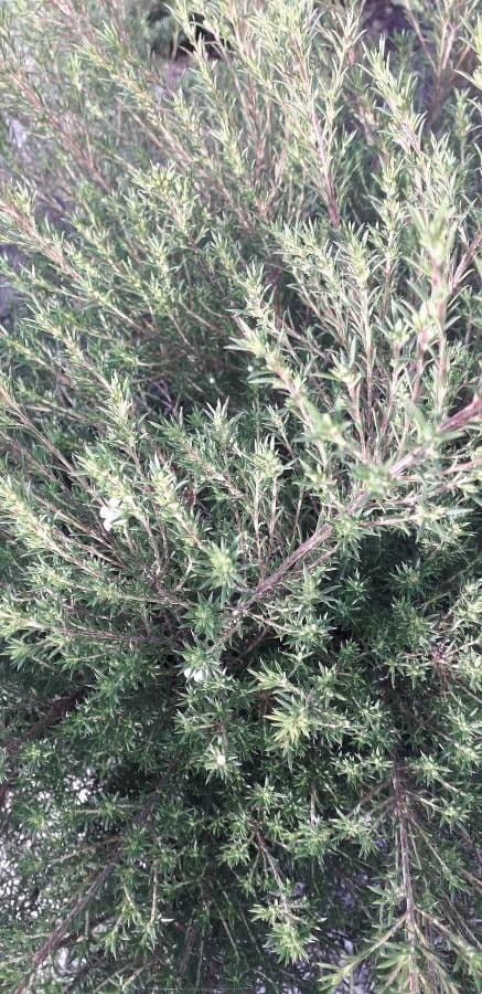 Diosma