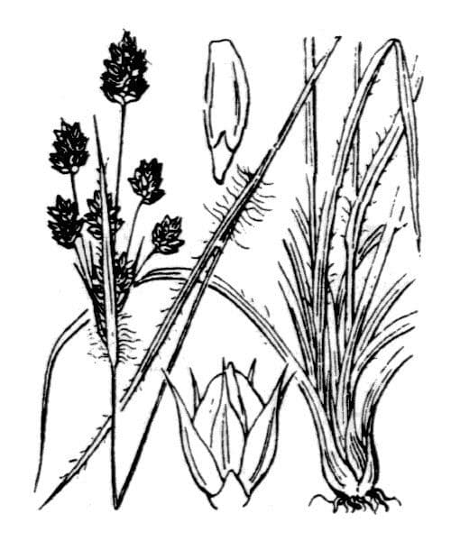 Erba lucciola comune 28