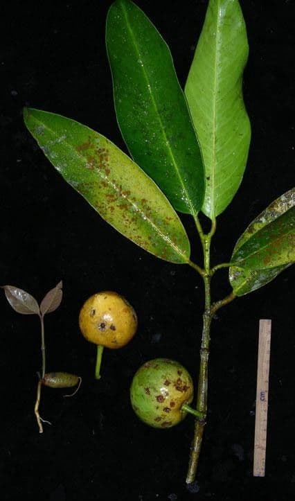 Garcinia
