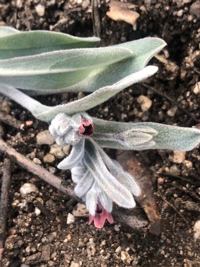 Pardoglossum cheirifolium 3