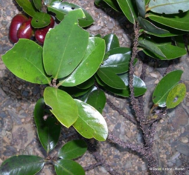 Cryptocarya 8