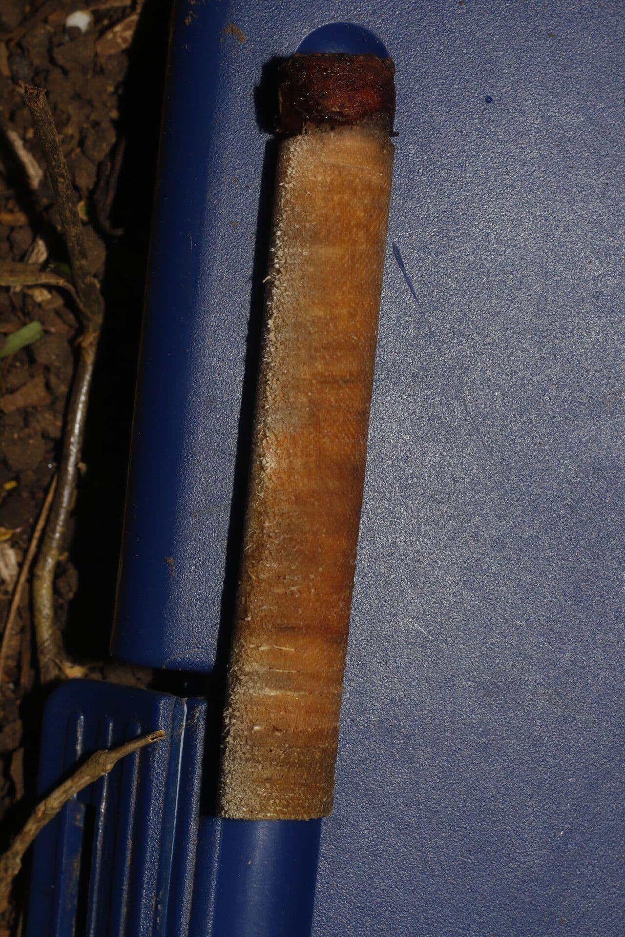 Ocotea 16