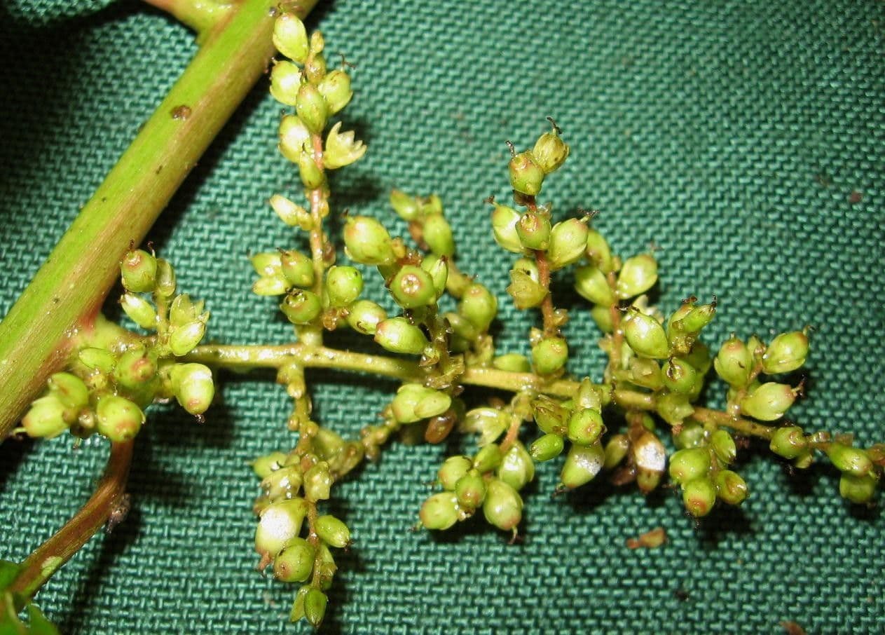 Chamissoa Altissima