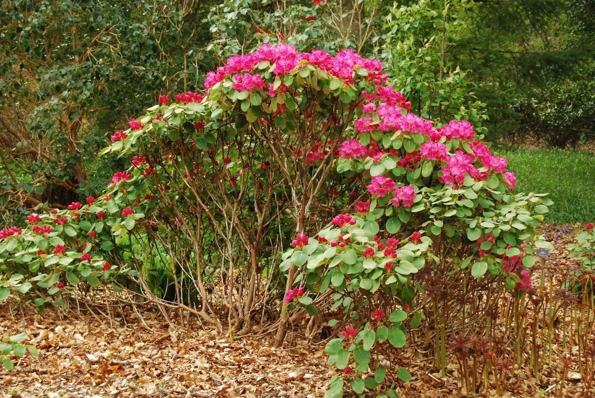 Rododendro 11
