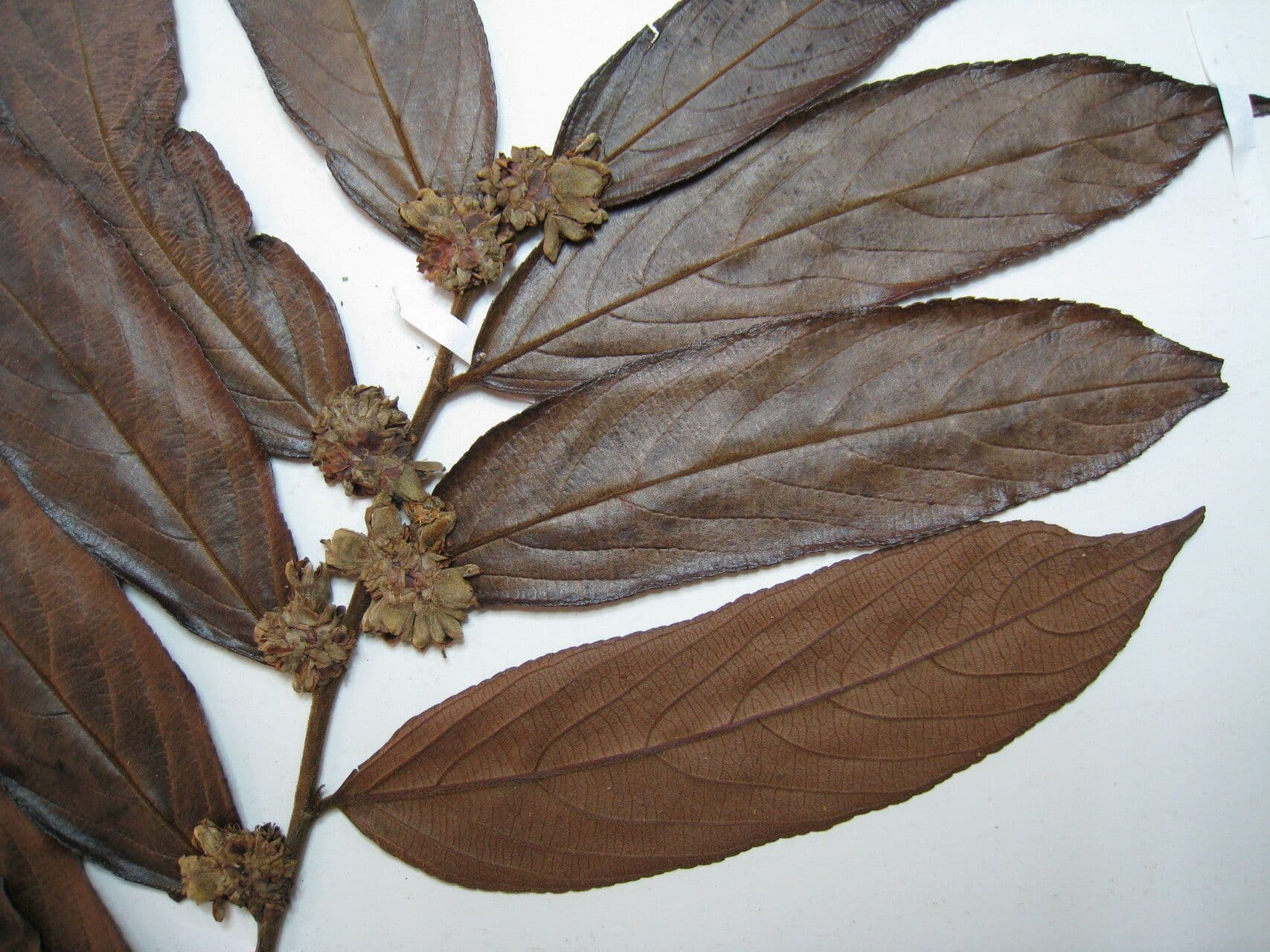 Casearia 5