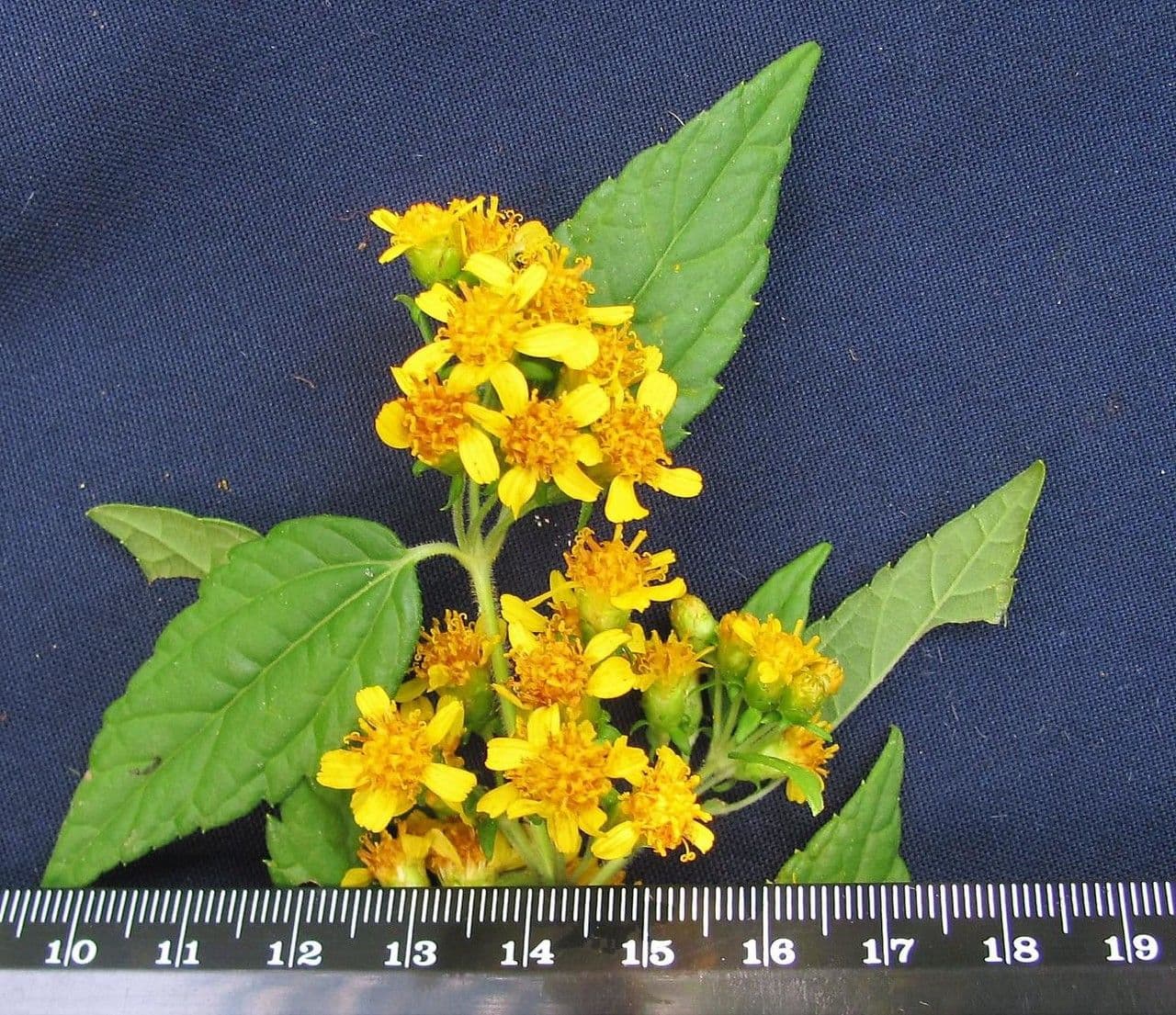 Calea urticifolia 14