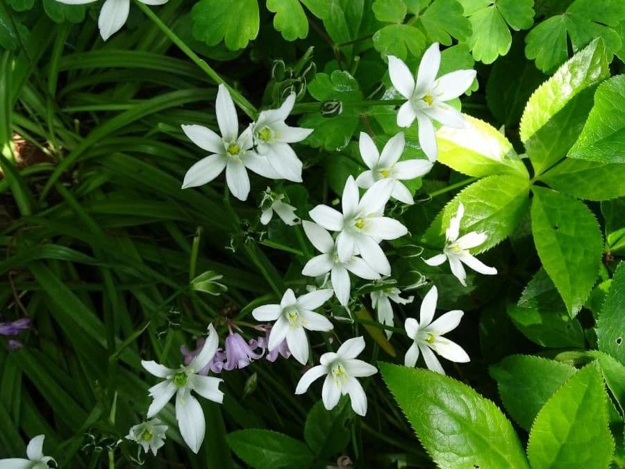 Ornithogale branchu 12