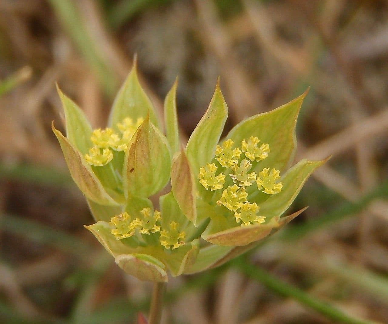 Bupleurum di Balden 8