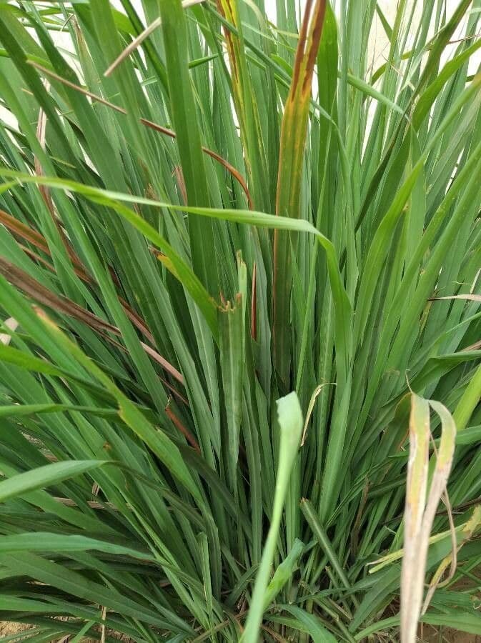 Citronella 14