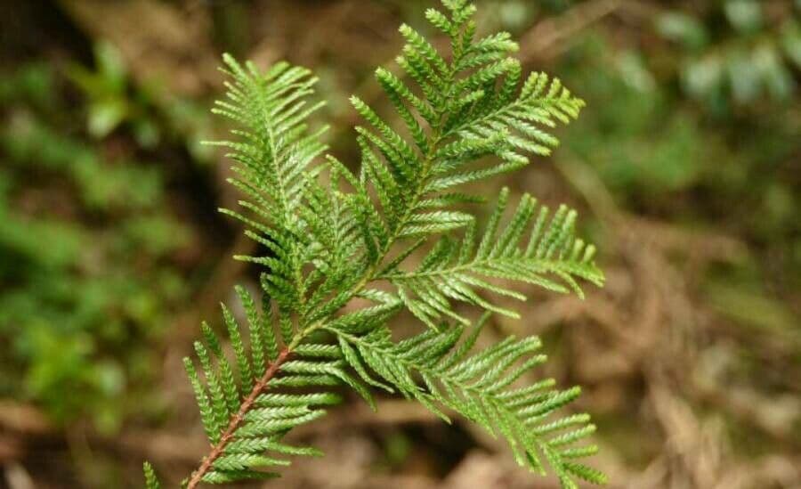 Dacrycarpus 9