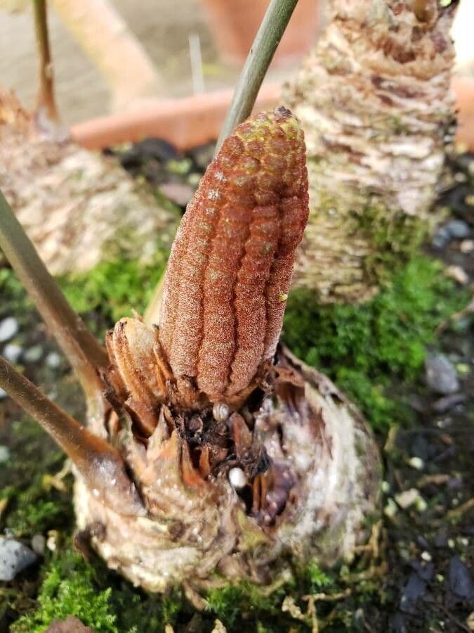 Zamia 20