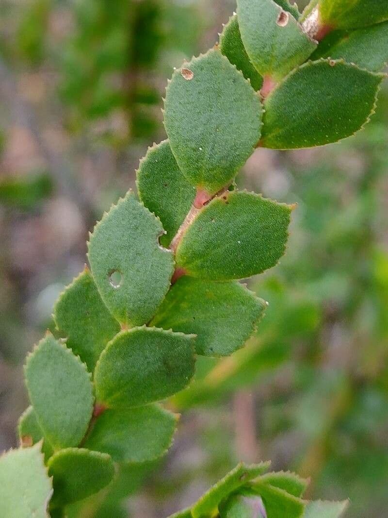Boronia aserrada 9