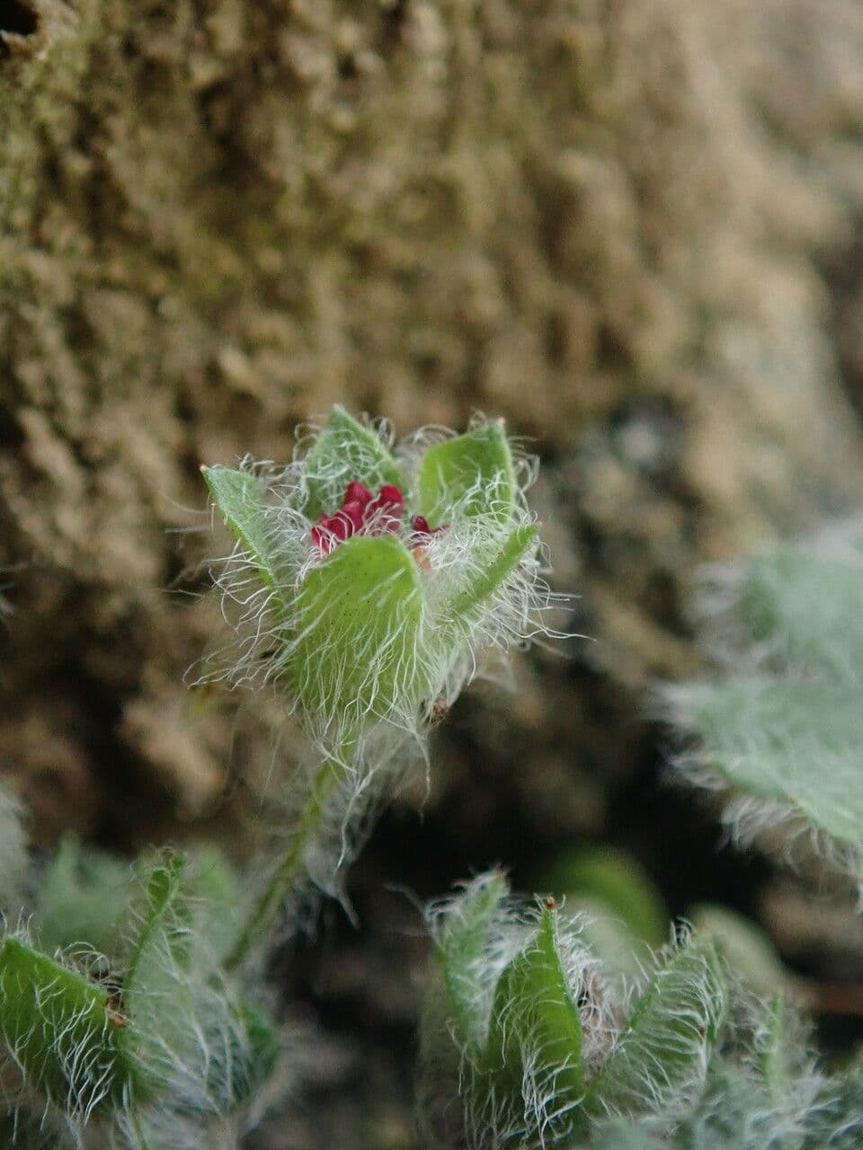 Androsace rotundifolia 5