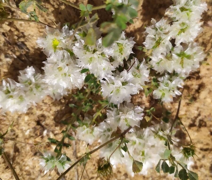 Paronychia capitata 22