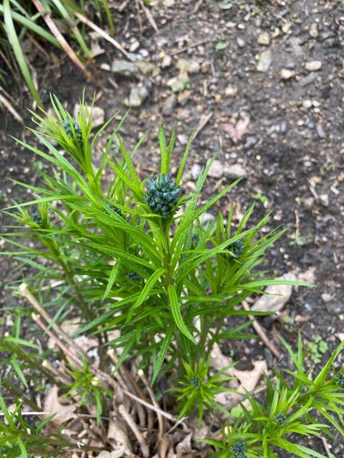 Amsonia cigliata 14