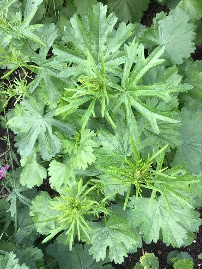 Sidalcea 8