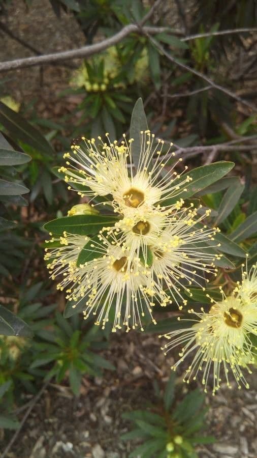 Xanthostemon pubescente