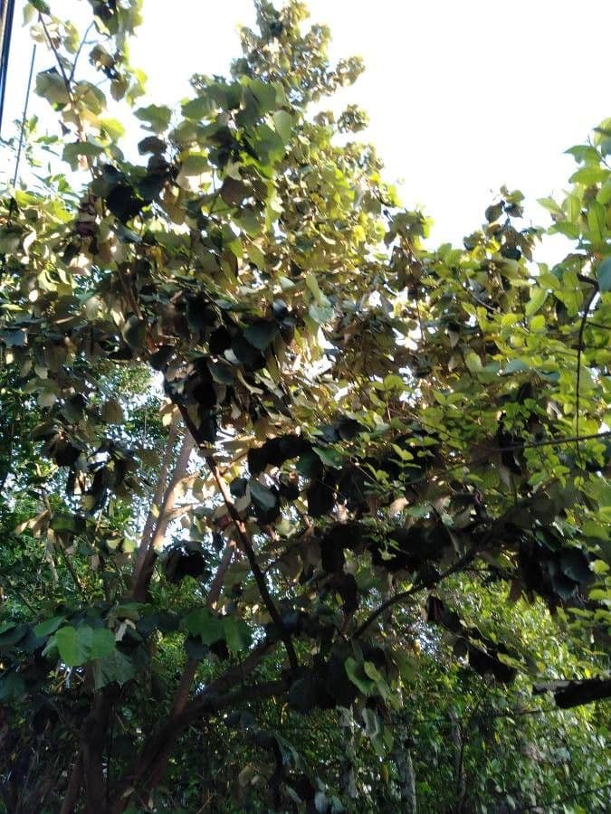 Pterospermum 7