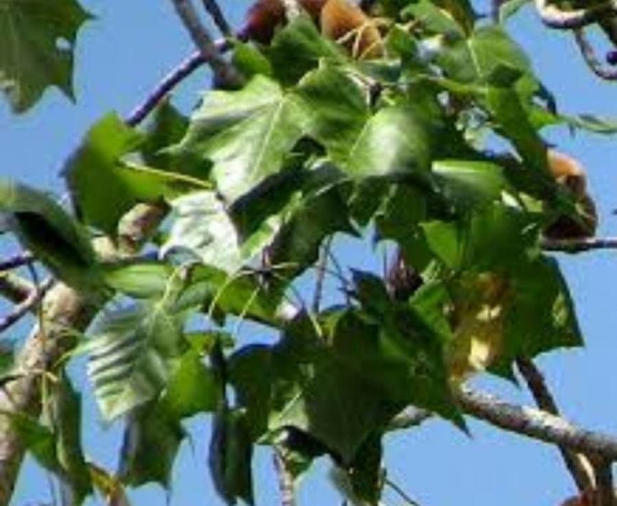 Sterculia 2