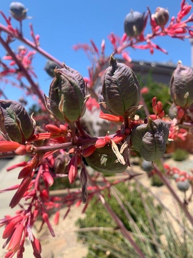 Hesperaloe 4