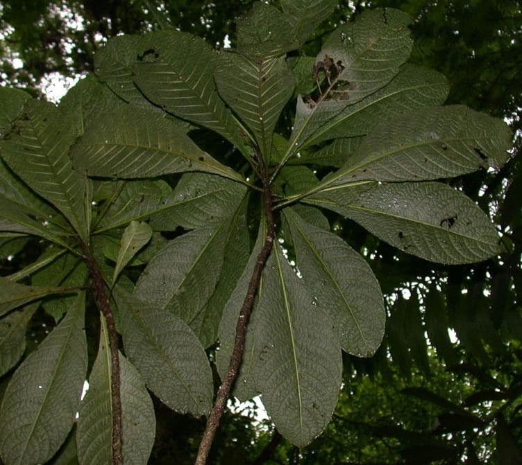 Aphelandra 10