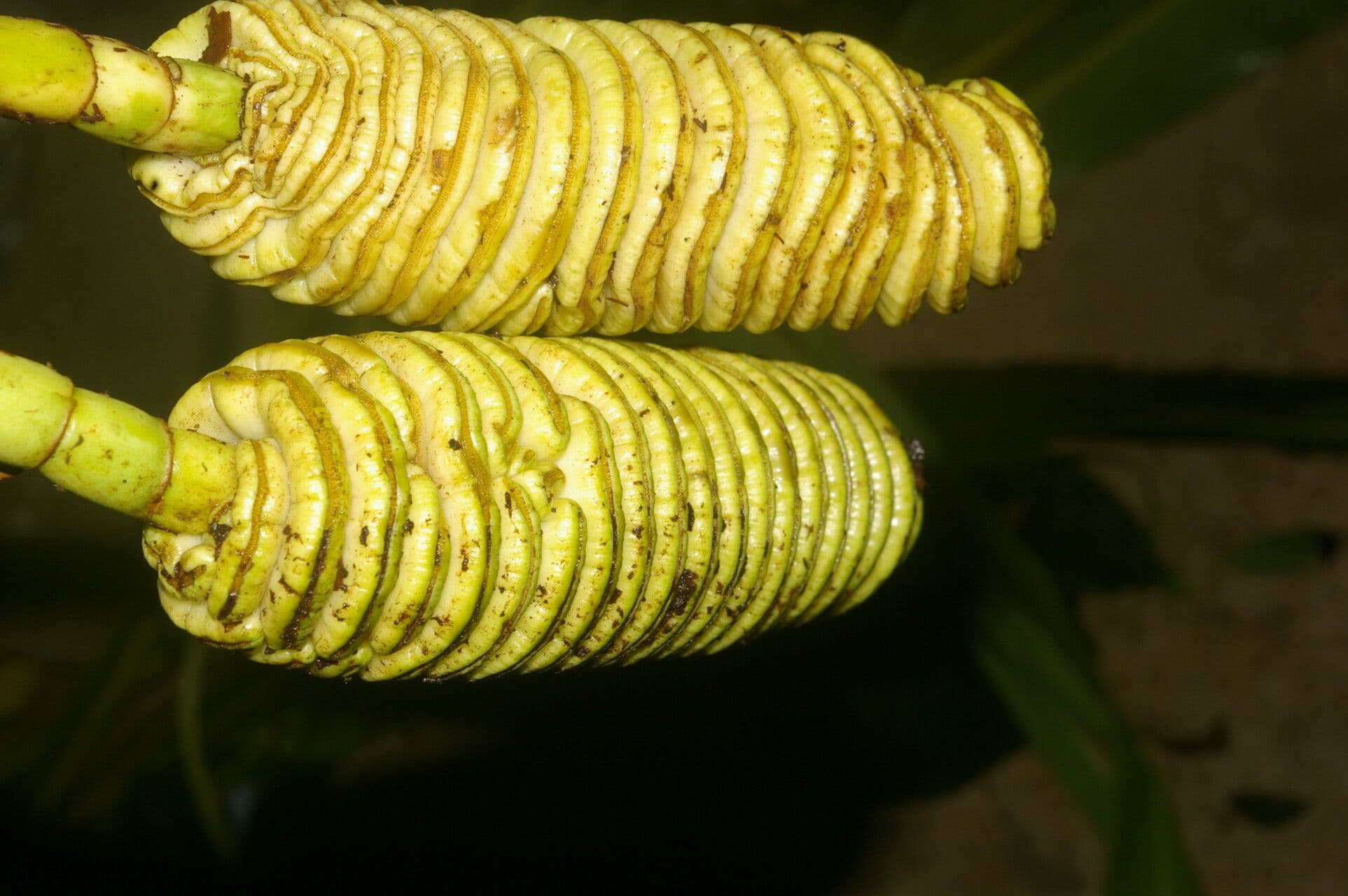 Cyclanthus 5