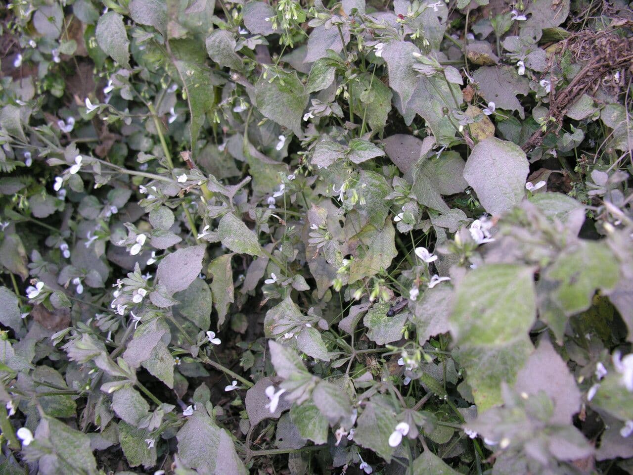 Hypoestes 5