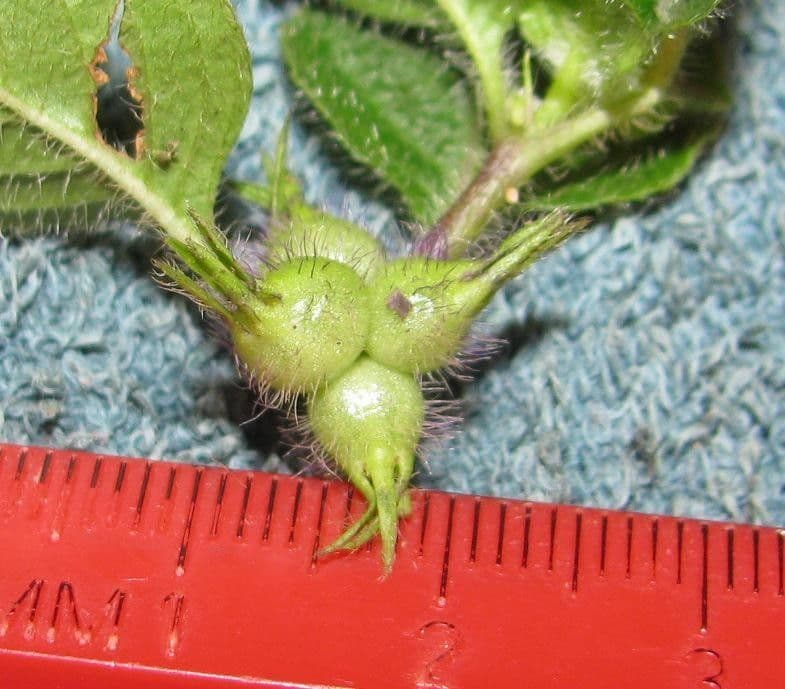 Coccocypselum 19
