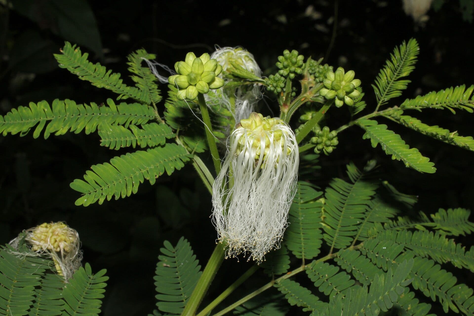 Weiße Calliandra 5