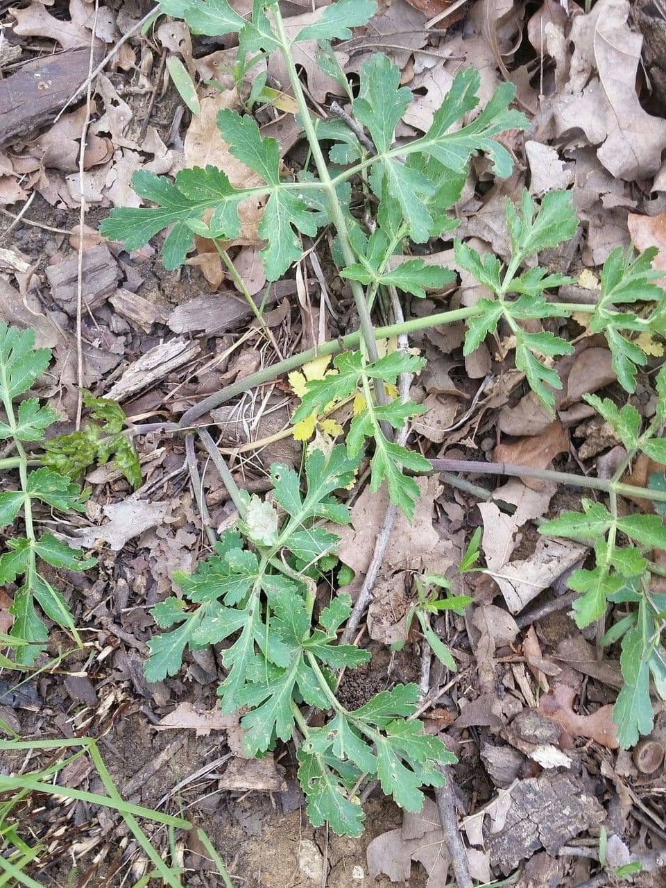 Polytaenia nuttallii 9