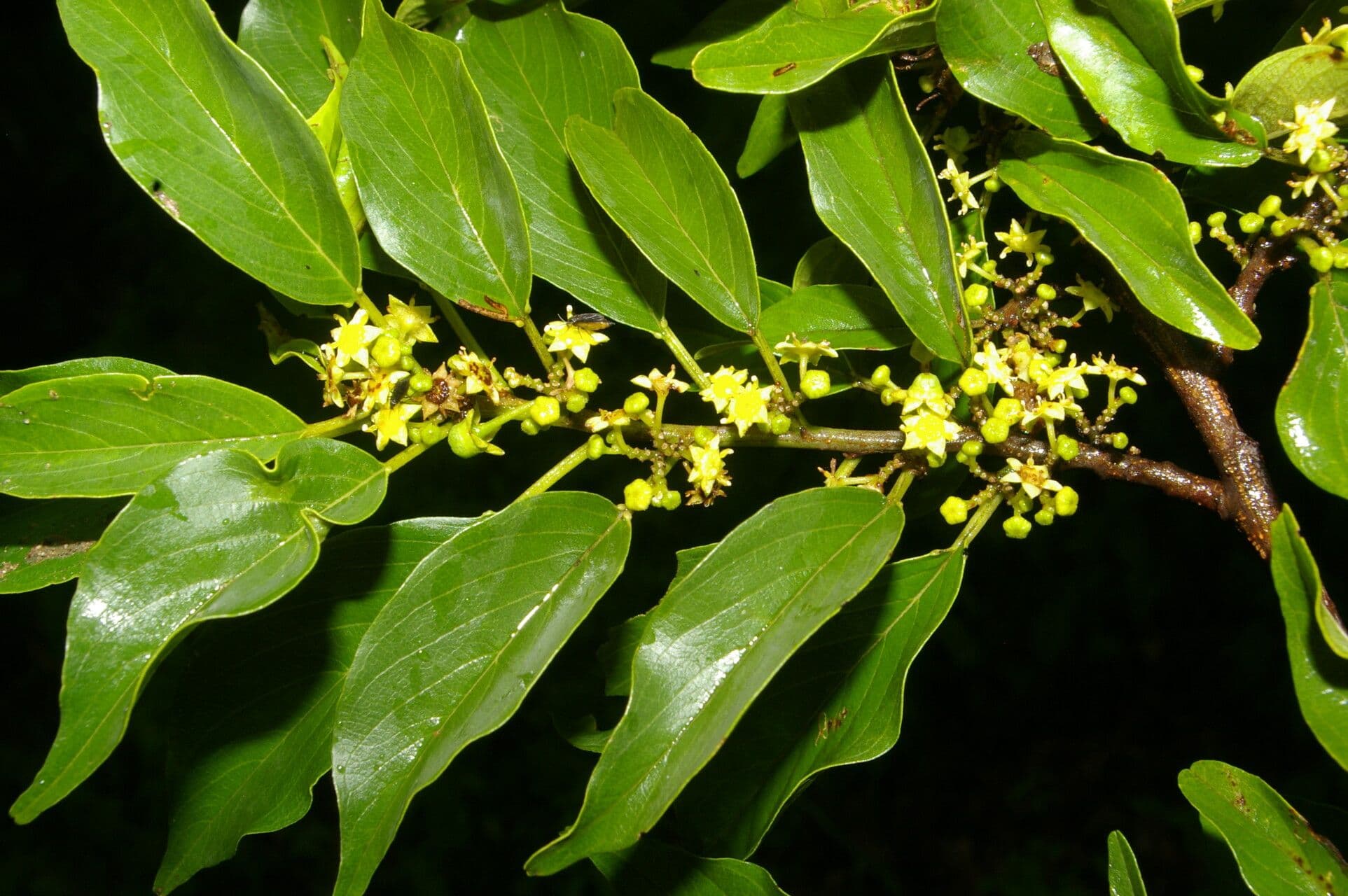 Zahnbrustbaum 8