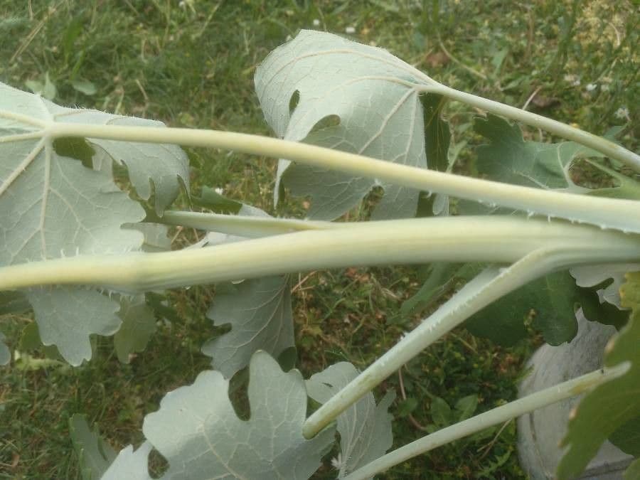 Macleaya 25