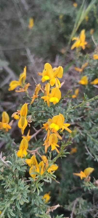 Ginestra 3
