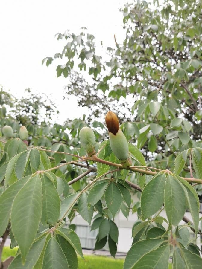 Pochote 10