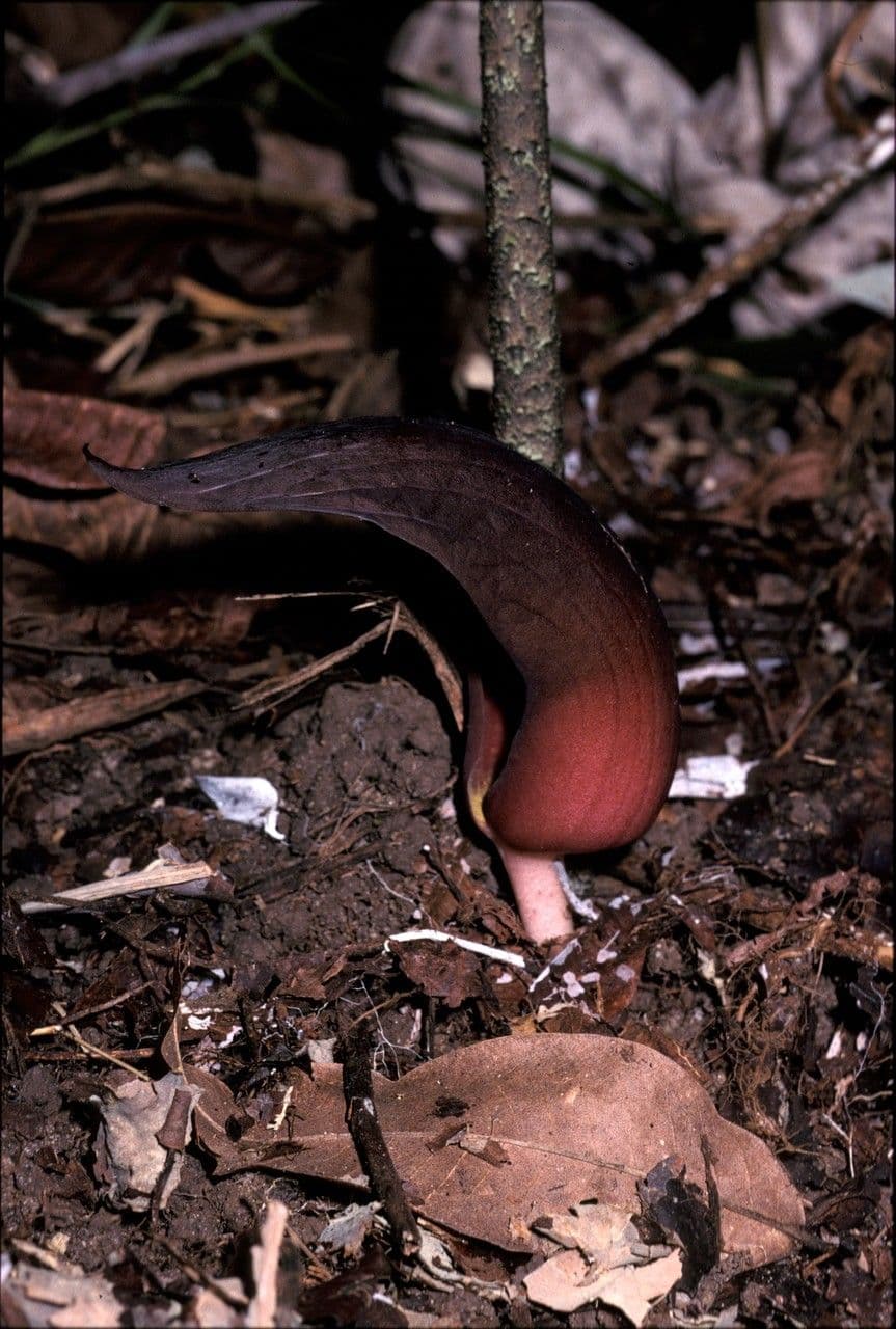 Dracontium